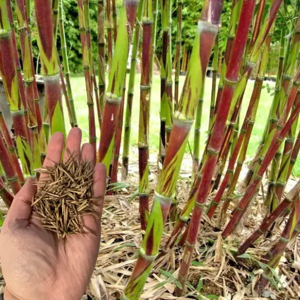 Green River 50 Chusquea Bamboo Seeds - Premium Bamboo Plant Seeds for Gardening, Privacy Hedges & Landscaping – Non-Invasive, Fast-Growing Lawn or Pot Plants – Perennial Seeds for Outdoors – Eco-Friendly Garden Plants
