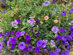 Purple Petunia Hanging Basket