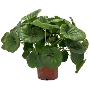 Tractor Seat Plant (3 Gallon) | Live Foliage Plant | Tropical Plants of Florida