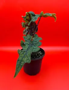 Alocasia Jacklyn | 6 Inch Pot | House Plant | Live Plant