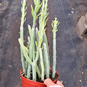 Senecio Anteuphorbium 6 inch pot succulent Plant