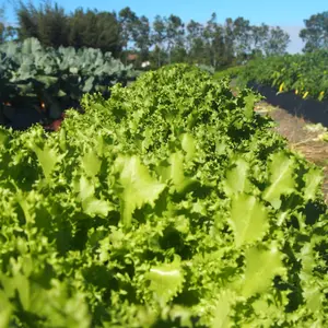 Tango Lettuce Seeds Organic (Lactuca sativa) – Crisp, frilly green leaves; heat-tolerant variety for salads.