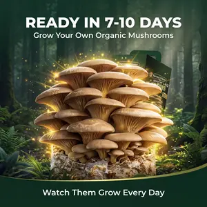 【Summer Vibes NEW】Harvest At Home Organic Oyster Mushroom Grow Kit 3.5 lb | Grow Mushrooms at Home | Ready in 7–10 Days | No Soil No Sun | High Yield Kit | Beginner Friendly | Indoor Gardening Kit | Perfect Gift for Adults & KidsGift for Adults & Kids