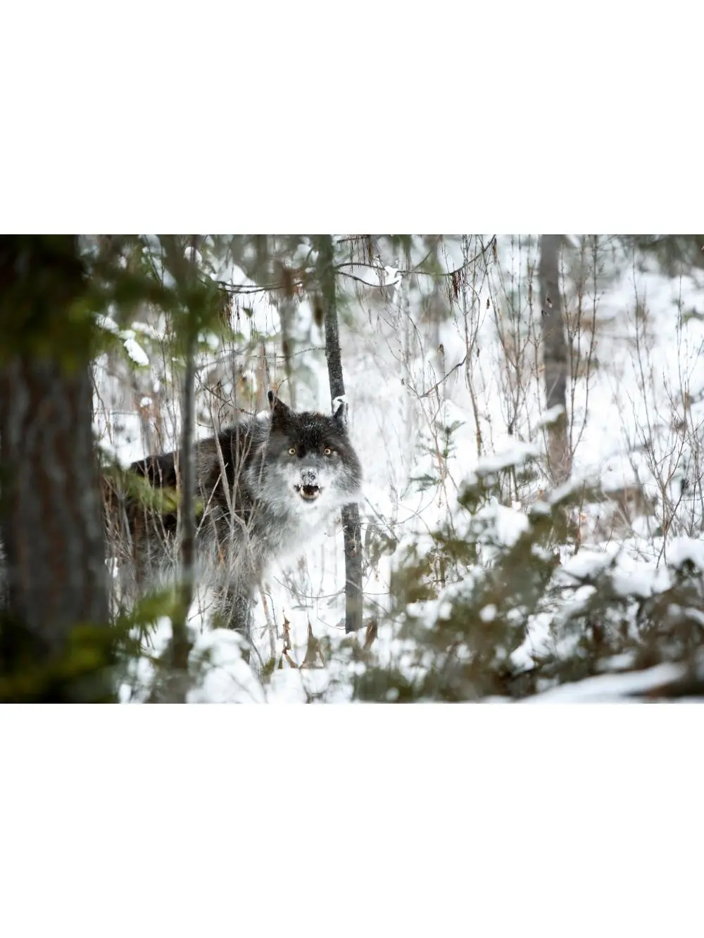 Wolf in The Snow Poster Print by Richard Wear, 34 x 22 - Large