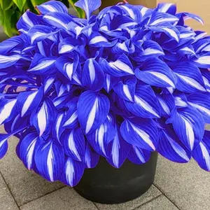 800PCS Hosta Seeds Shade Perennial – Quick Growth with Minimal Care
