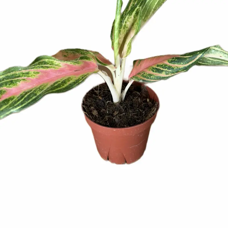 Rare Aglaonema Pink Panama Live Potted Indoor Tropical Plant, 4in Pot, Easy-Care Live Plants for Shelves, Desks, Potted Indoor Plant