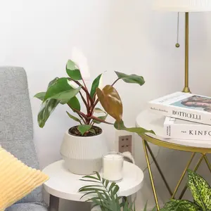 Philodendron 'Pink Princess'