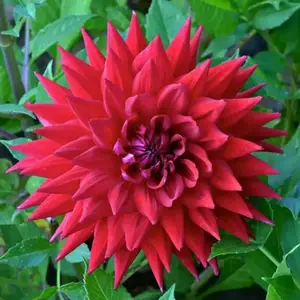 CACTUS DAHLIA, Wittemans Best (Tuber/Plant ) PERENNIAL FLOWERS