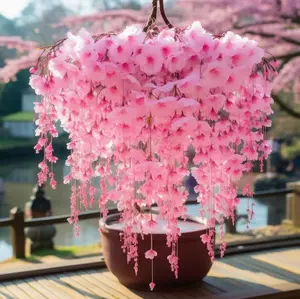 Experience the Magic of Cherry Blossoms: Planting and Nurturing 1000  Pcs Weeping Sakura Seeds
