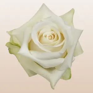Sublime Roses White Cream Large Bloom 5.7-6.5cm 38 Petals 12 Days Vase Life Mini-Pack 50 Stems Large Pack 100 Stems Fresh from the Farm