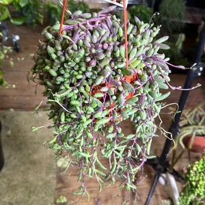 Othonna Capensis 6 inch pot