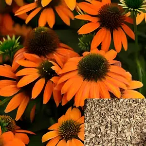 Green River 50 Pcs Soft Orange Coneflower Seeds - Flower Seed Pack, Perennial Blooming Plants for Pollinator Gardens, Drought Tolerant Rare Wildflowers, Fast-Growing Seeds for Planting