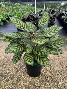 Calathea Peacock | Makoyana Prayer Plant | Live Tropical Houseplant | Outdoor or Indoor Home & Office Decor Easy Care in 4, 6 or 8" inch Pot