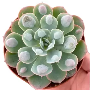 Echeveria Raindrops - Rare Succulent - Live Plant in 4" Pot