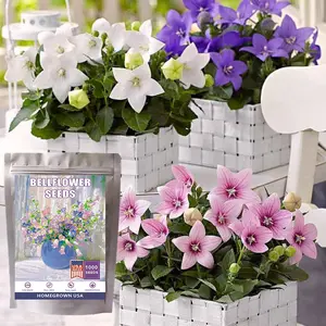 1000 Seeds Balloon Flower Mix - Chinese Bellflower - Flower Multicolor