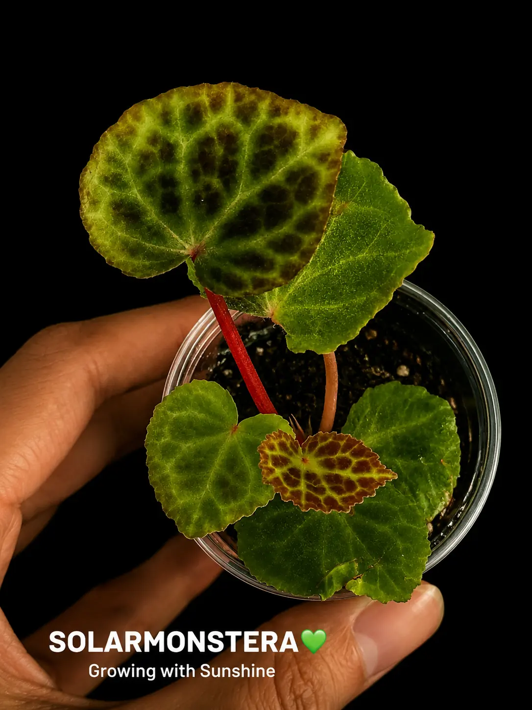 Begonia Tanjiewhoeii Rooted Cutting in Plug or Stratum