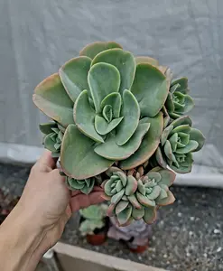 Echeveria Palida "Argentine" cluster in 6 inch pot live succulent plant