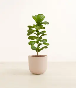 Fiddle Leaf Fig