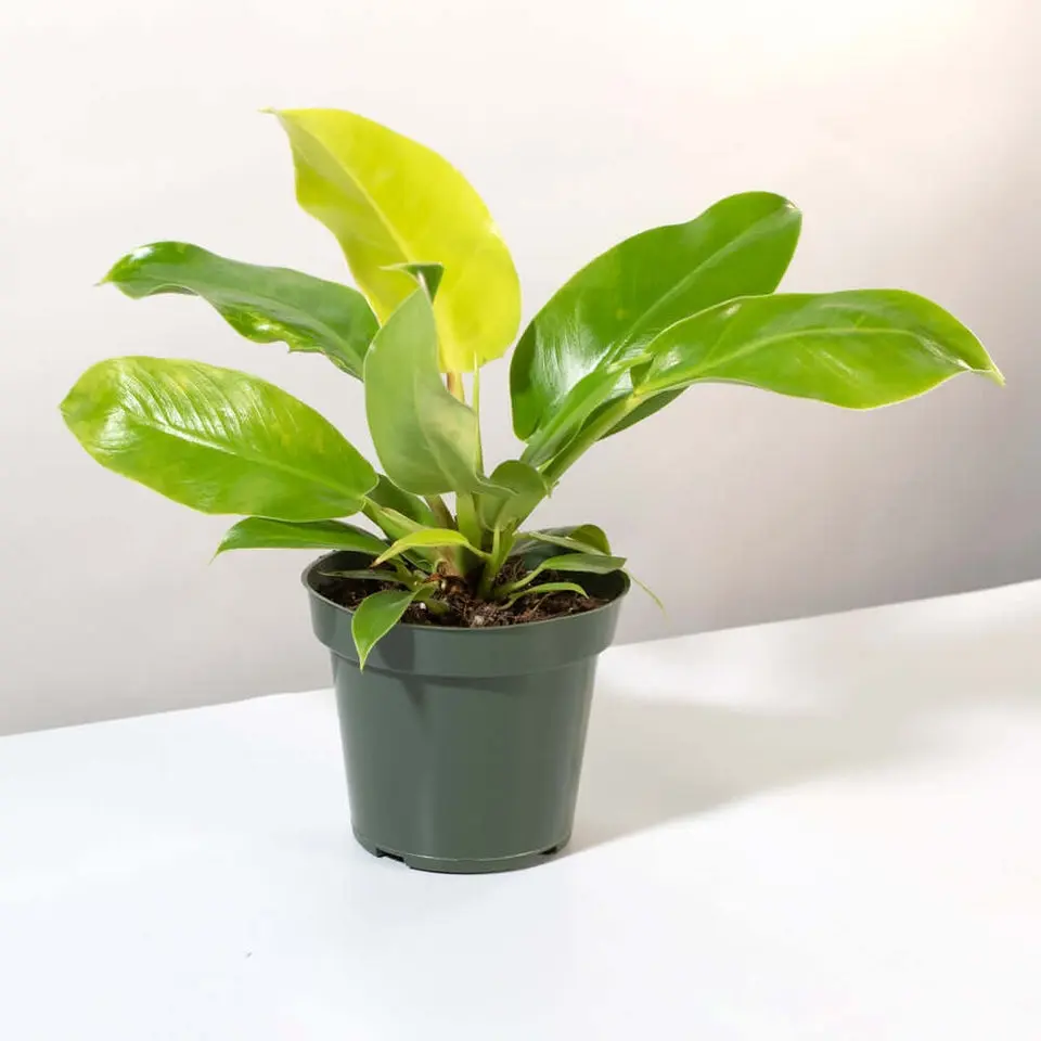 Philodendron 'Moonlight' Hybrid Lime Green Plant - TikTok Shop
