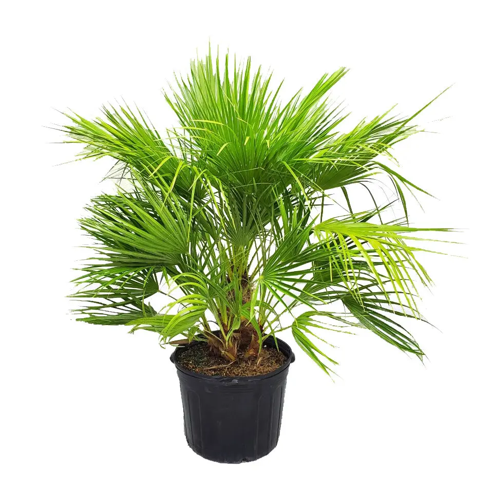 European Fan Palm (7 Gallon) | Live Palm Tree Plant | Tropical Plants of Florida