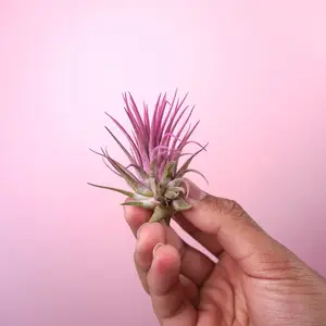 Tillandsia Rubra “Raspberry” - Enhanced Color Air Plant
