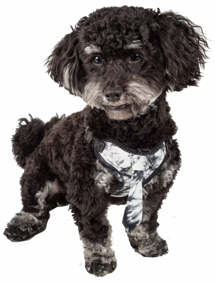 Pet Life HA50BKMD Bonatied Mesh Reversible & Breathable Adjustable Dog Harness with Designer Neck Tie, Black & White - Medium