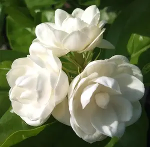 200+ Climbing Jasmine Flower Seeds for Planting Fragrant Plant Seeds Non-GMO Garden Home Jasmine Garden Balcony Climbing Flower
