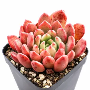 Red Ruby Succulent Live Rooted Plant in 2in Planters, Beautiful Compact Growth Indoor Gardening Plant for Apartment, Office Desk, Dorm Home Decoration