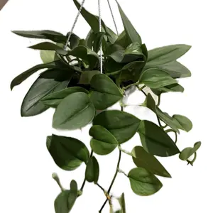 6” Scindapsus Treubii Moonlight