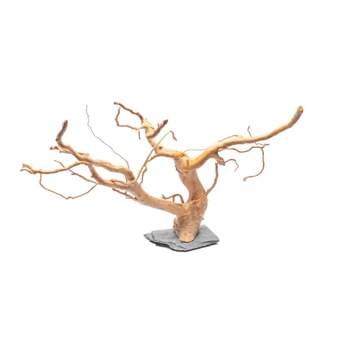 Spiderwood on Slate