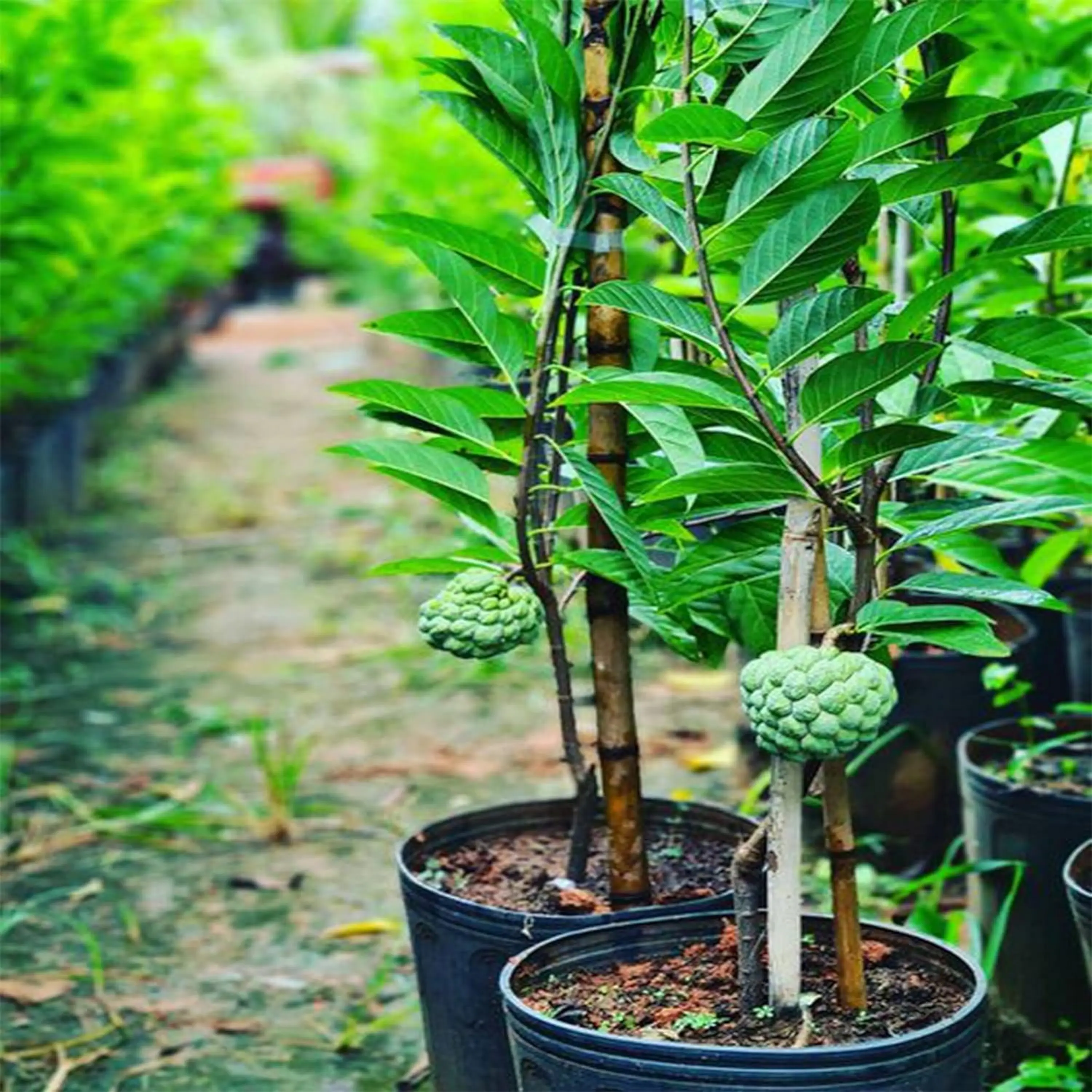 10 Sugar Apple Seeds, Custard Apple, Annona squamosa - Tropical Exotic Delicious Sweet Fruits - Organic Non-GMO Fruit Seeds - Great Gardening Gift