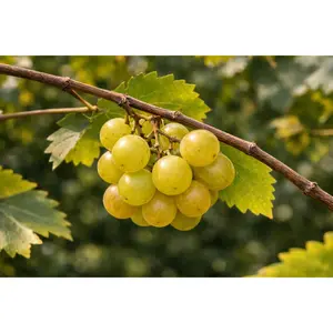 Sweet Jenny Muscadine Grape Vine – Bare Root Live Plant – 2-Year-Old Grape Vine – Sweet & Flavorful Grapes, Vigorous & Productive Vine – From Hand Picked Nursery