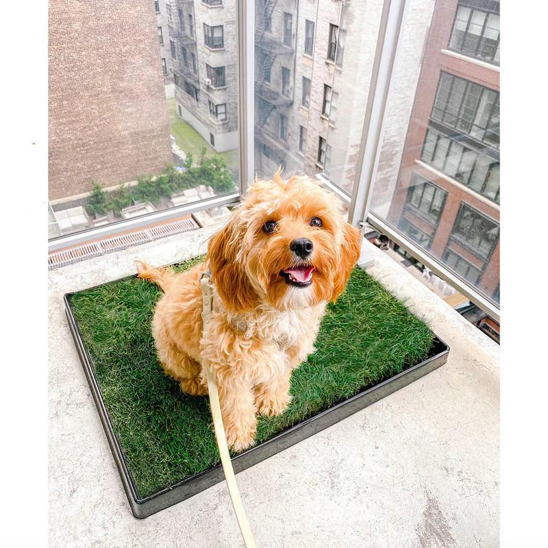 DoggieLawn Real Grass Potty Pad, Odor Neutralizing, Sustainable and Affordable - Pet Supplies