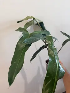 Philodendron Mexicanum Plant