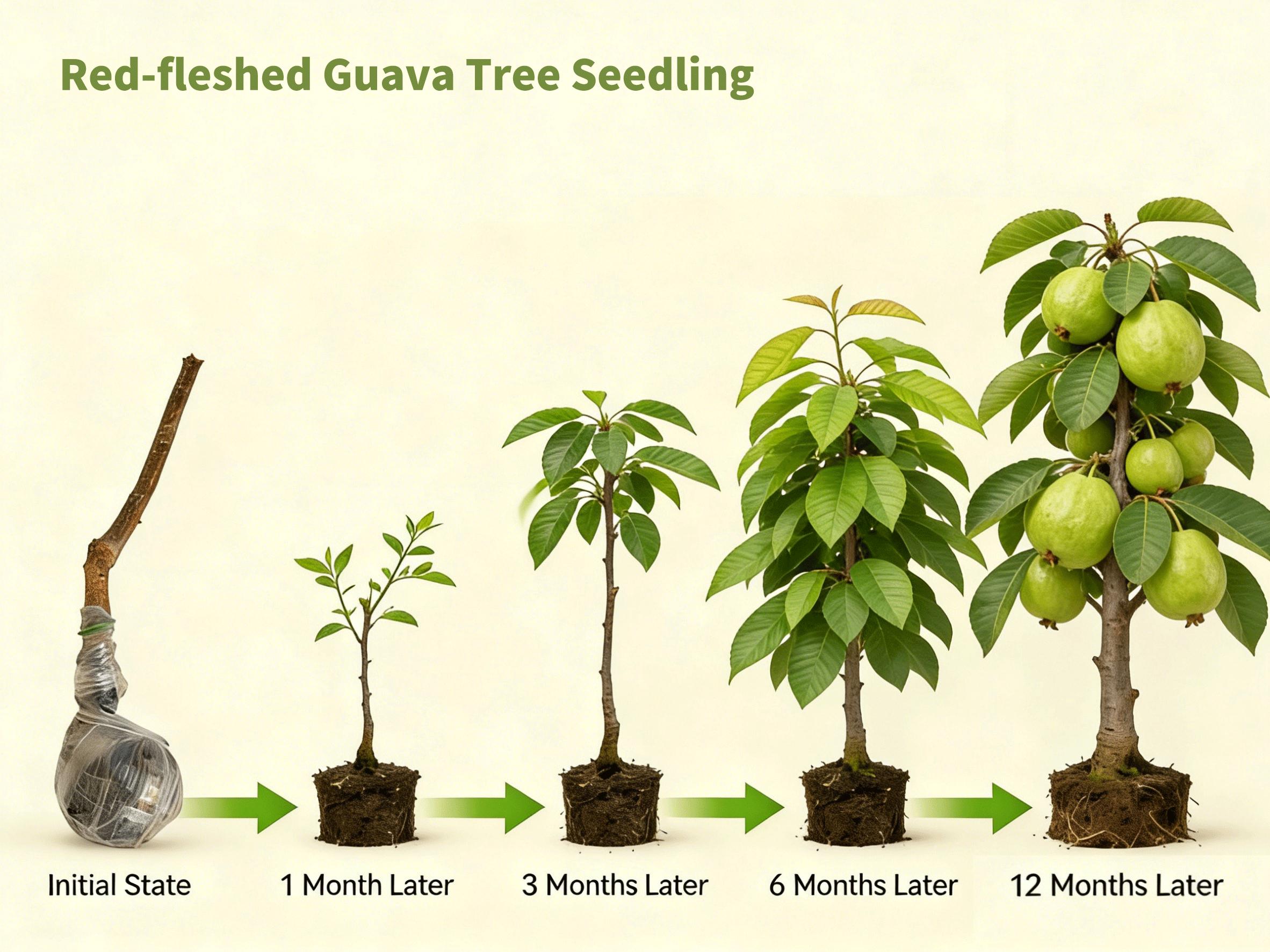 Guava Live Plant Tropical Fruit Tree for Home Garden, Beginner Friendly Fruit Tree Plant for Backyard Garden or Container Planting