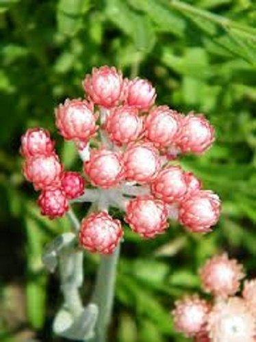 100 Apricot & Peach STRAWFLOWER Mix Coral Paper Daisy Xerochrysum Flower Seeds