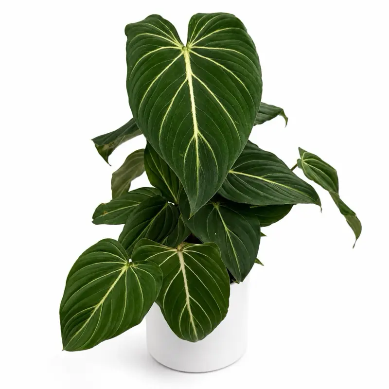 Philodendron Gloriosum 6" pot Live Tropical House Plant Unique Leaves Easy Care Low Maintenance Indoor Home Decoration Bi-Weekly Watering Indirect Light Friendly