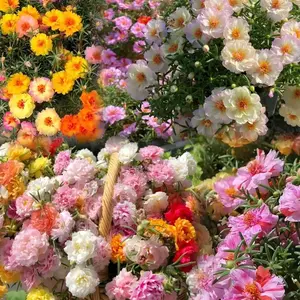 5000 +PCS (Moss Rose) Seeds -Mixed Double Portulaca Grandiflora Seeds Planting Ornaments Perennial Garden Simple to Grow Pots Gifts