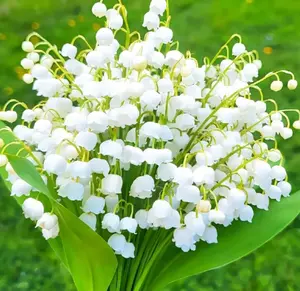 5 Lily of The Valley Bulbs for Planting, Perennial Lily Flower Bulbs, Fragrant White Blooms for Shade Gardens