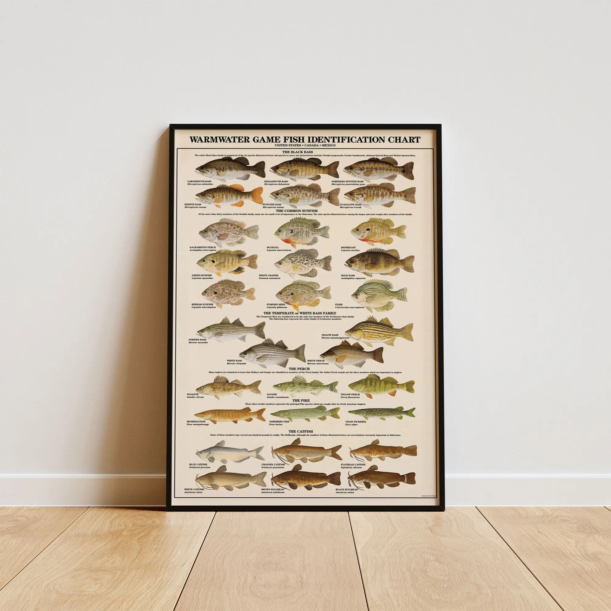 Warmwater Game Fish Poster, Freshwater Fish Identification Chart, Angler Wall Decor Print, Fishing Cabin Wall Art