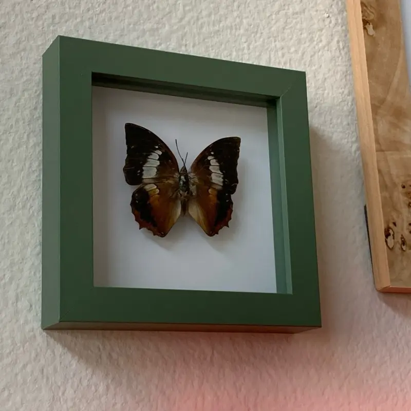 Charaxes Borneensis Framed Butterfly