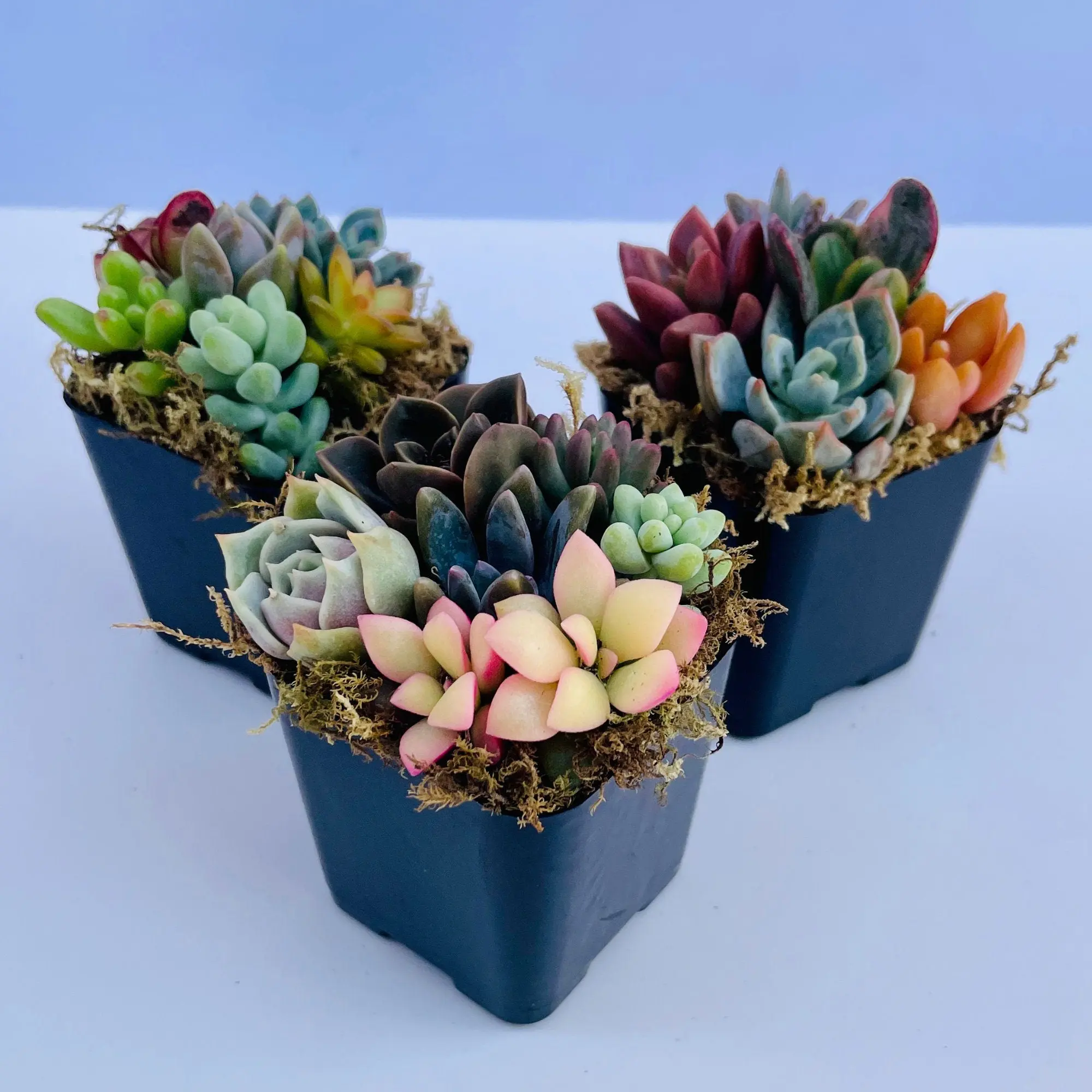 Fairy Farts - Live Micro Succulent Garden in 2 inch Pot Fairy Farts - Live Micro Succulent Garden in 2 inch Pot