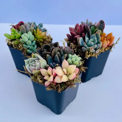 Fairy Farts - Live Micro Succulent Garden in 2 inch Pot