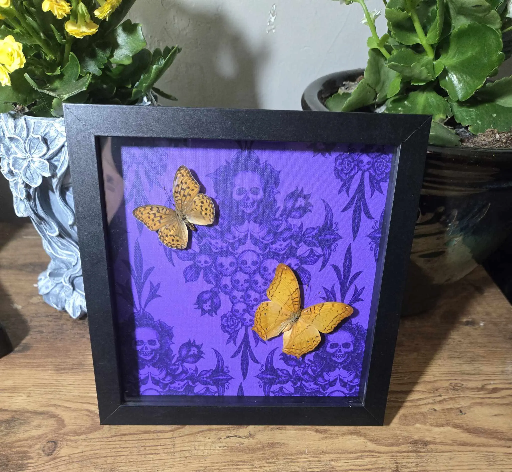 Classic Rectangle Ethically Sourced Butterfly Specimen Shadow Box - Nature Collectors' Safe Display, Insect Farm Life-Cycle, Indoor Home Wall Decor Photo Frame, Display-Worthy