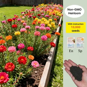 10,000 Portulaca Seeds - Double-flowered Moss Rose Annual Perennial Flower Seeds for Planting Outdoors Non GMO Mixed Colors Large Blooms Attract Pollinators Easy to Grow All Seasons