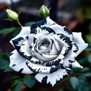 Rose Seeds for Planting - 200+ Mix Rose Rosa Bush Vine Flowers Seeds - Ideal for Gardening and Planting