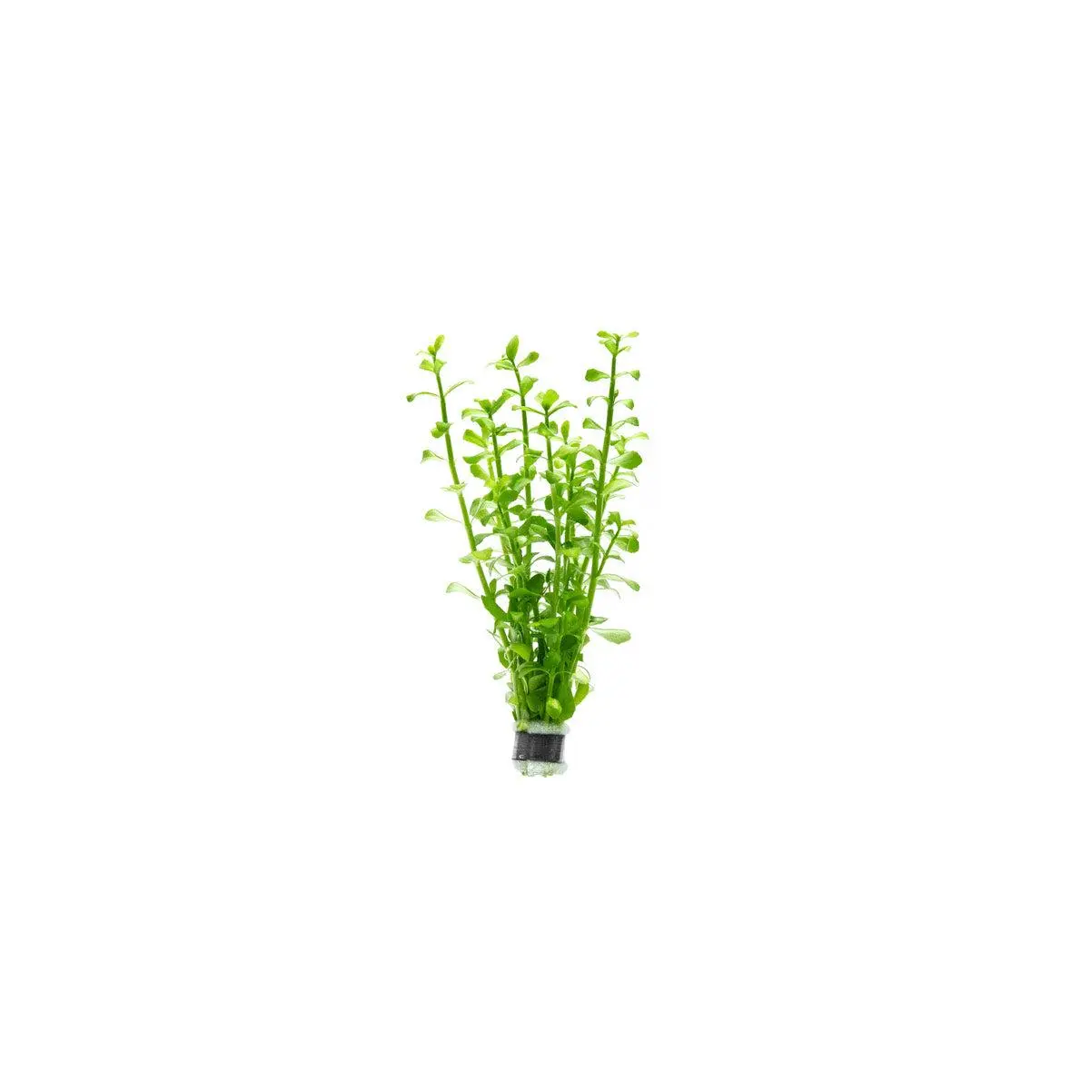 Bacopa Monnieri