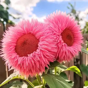 50pcs Rare Pink Enchanting Giant Sunflower Seeds for your garden