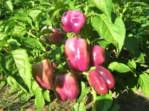 Lilac Bell Pepper Seeds