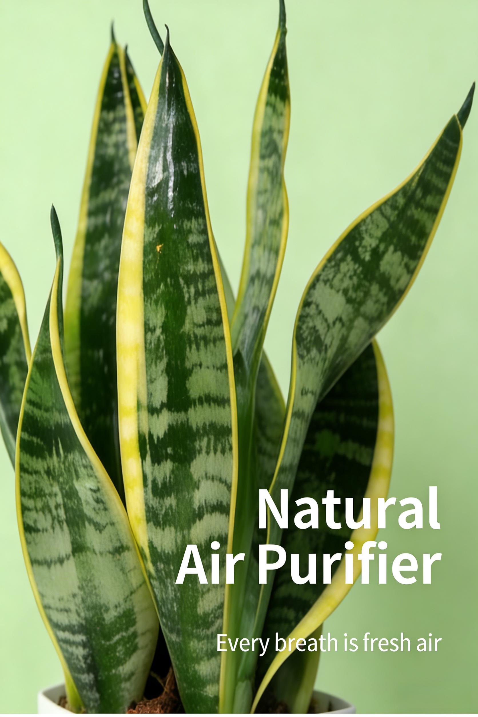 Costa Farms Snake Plant, a live plant with a decorative pot, easy to care for, air-purifying succulent houseplant, perfect for home, room, or office decor, 7-11 inches tall.